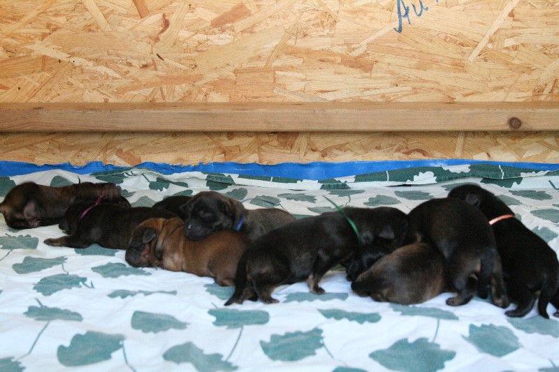 10 puppies